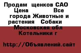 Продам ,щенков САО. › Цена ­ 30 000 - Все города Животные и растения » Собаки   . Московская обл.,Котельники г.